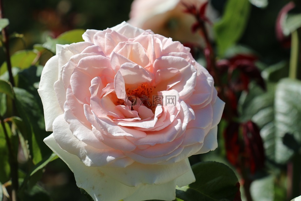 粉紅色,玫瑰,花