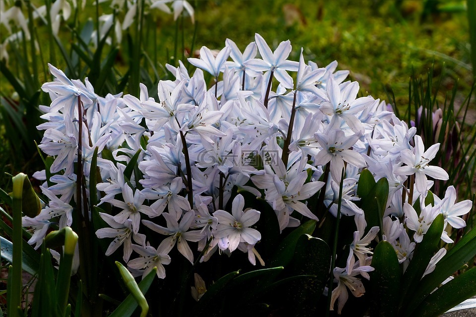 花,早布盧默,綿
