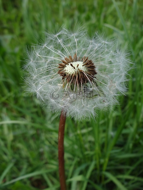 花,蒲公英,花的