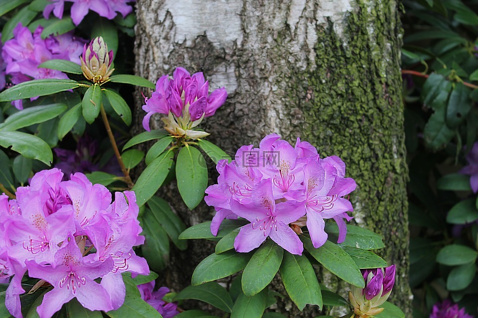 灌木,花,杜鵑