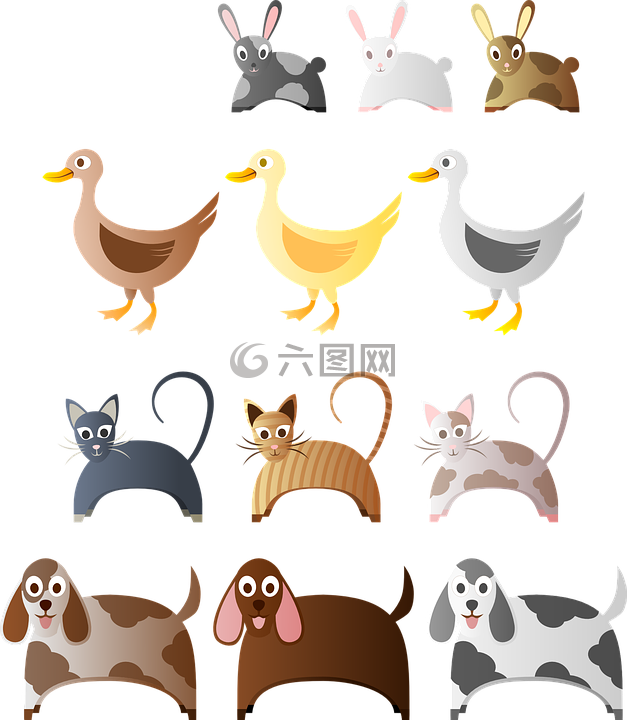 動物,兔子,貓
