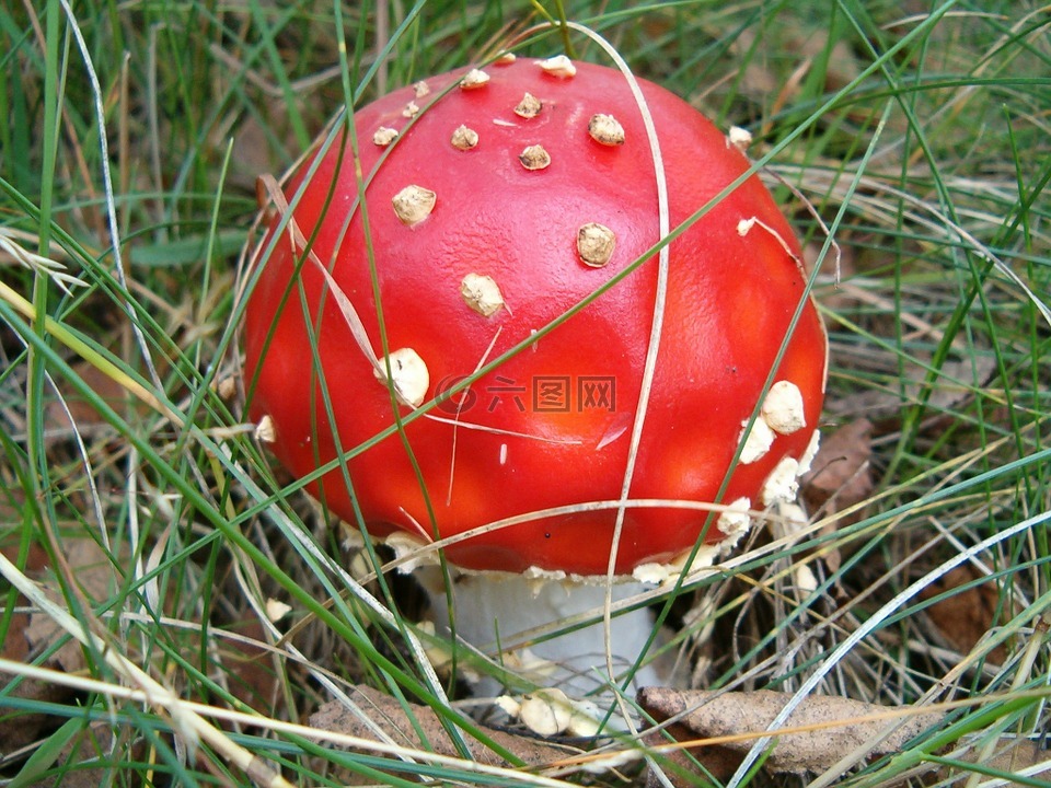 蘑菇,性質(zhì),森林