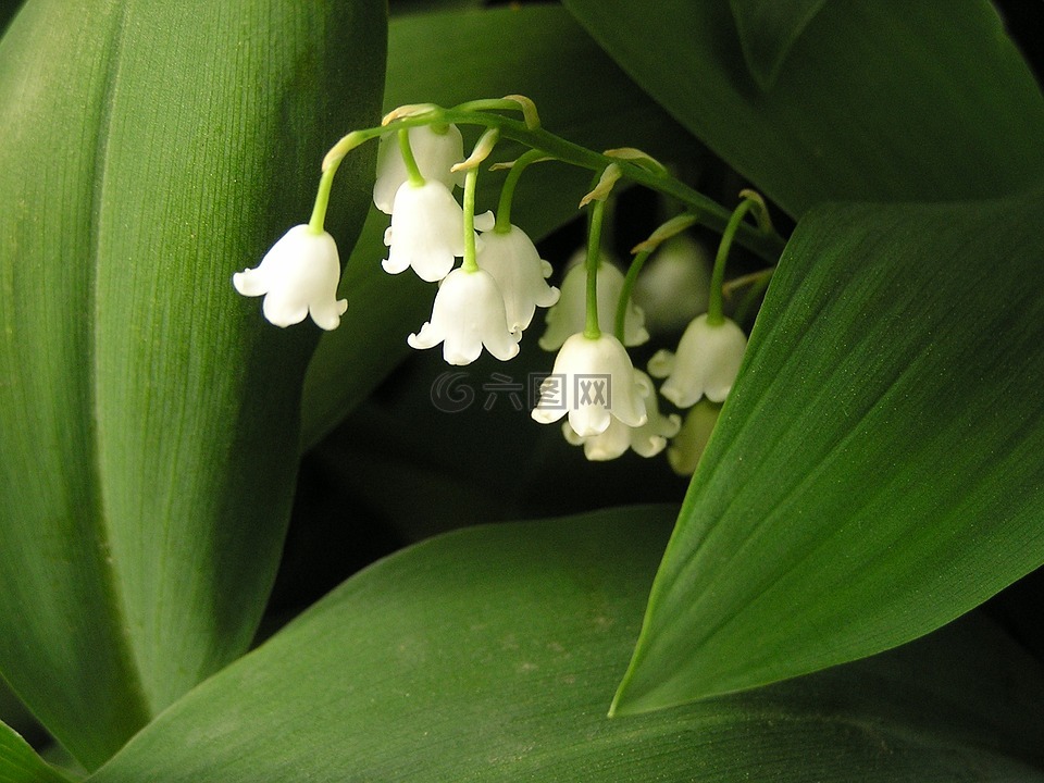 鈴蘭,花,開花