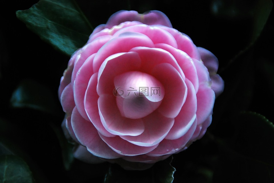 茶花,花,粉紅色