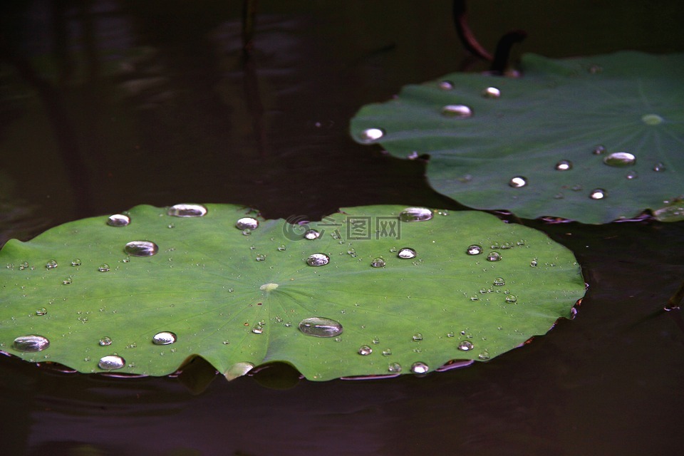 lotus,leaf,droplets