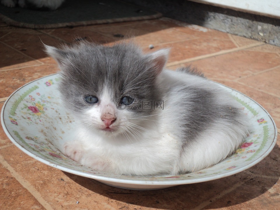 貓,小貓,動物