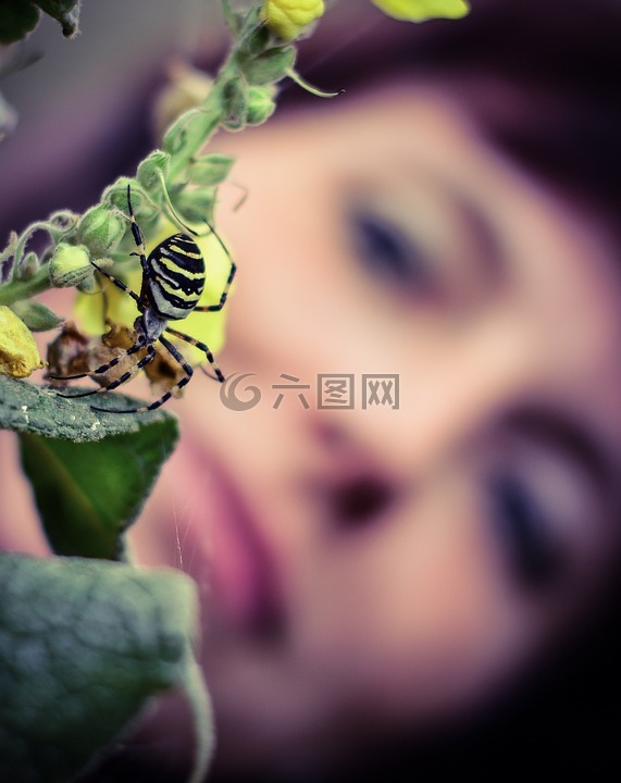 虎蜘蛛,黃蜂蜘蛛,自旋