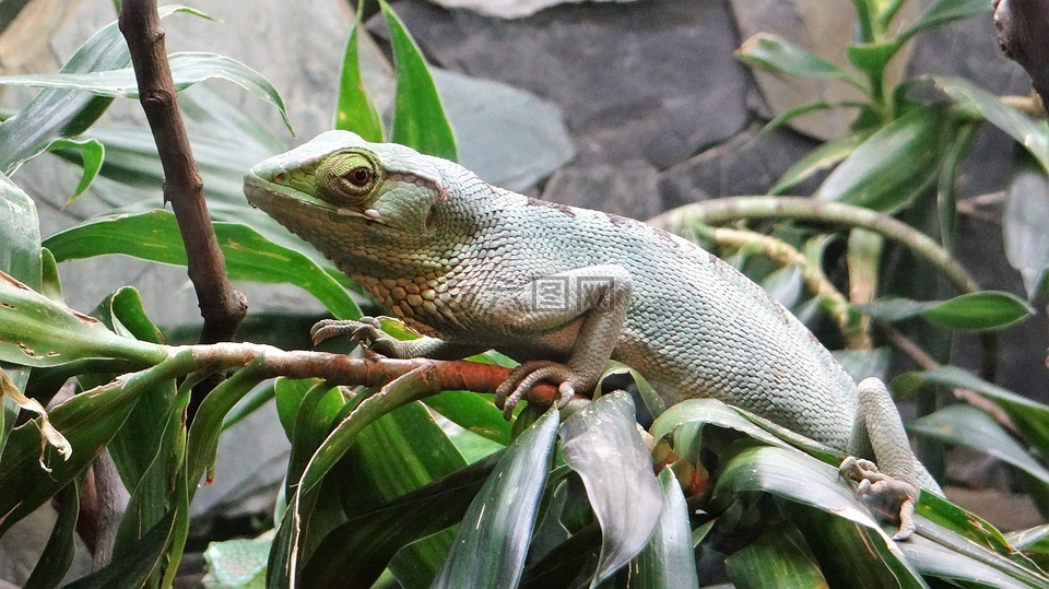 動物,綠色,皇家