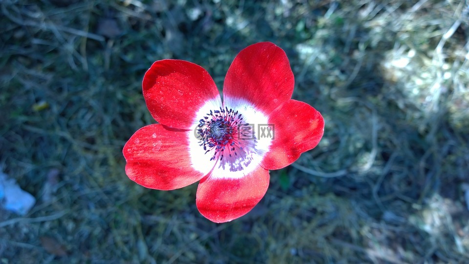 银莲花,春天,鲜花