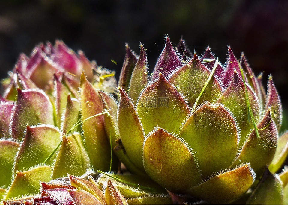 母雞和小雞,jovibarba globifera,sempervivum globiverum