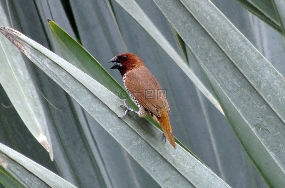 斑文鳥,鳥,禽