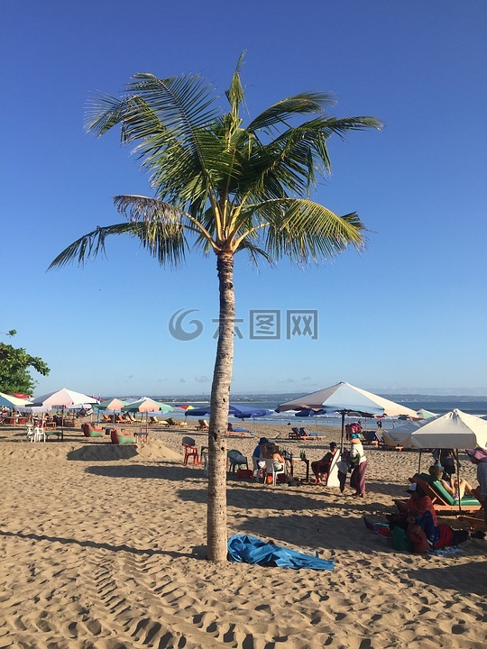 海灘,棕櫚樹,巴厘島