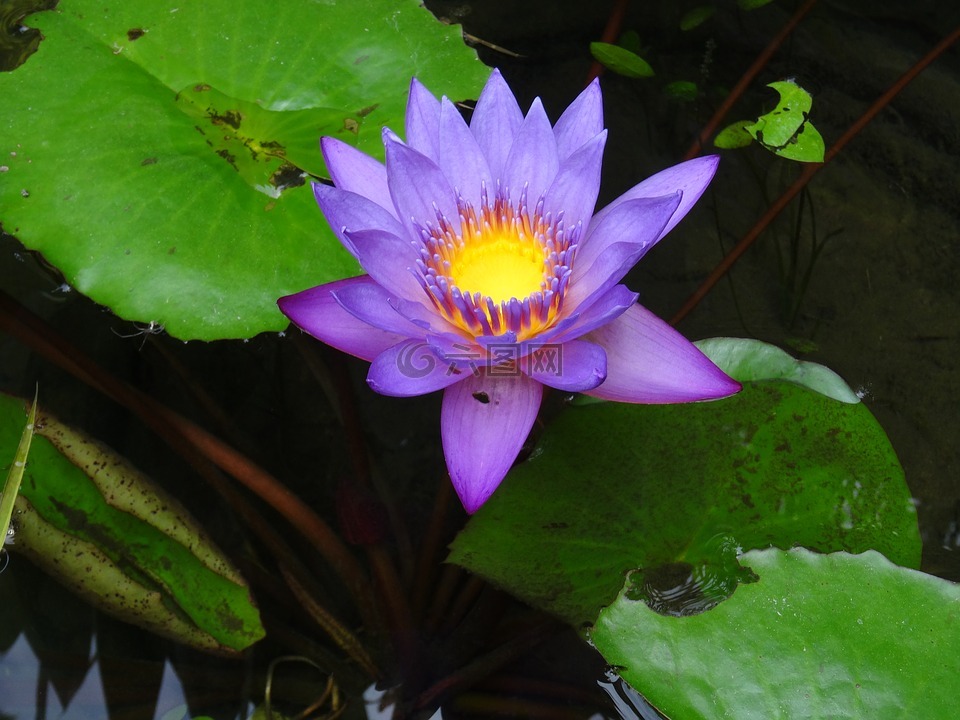 花,紫,黃色