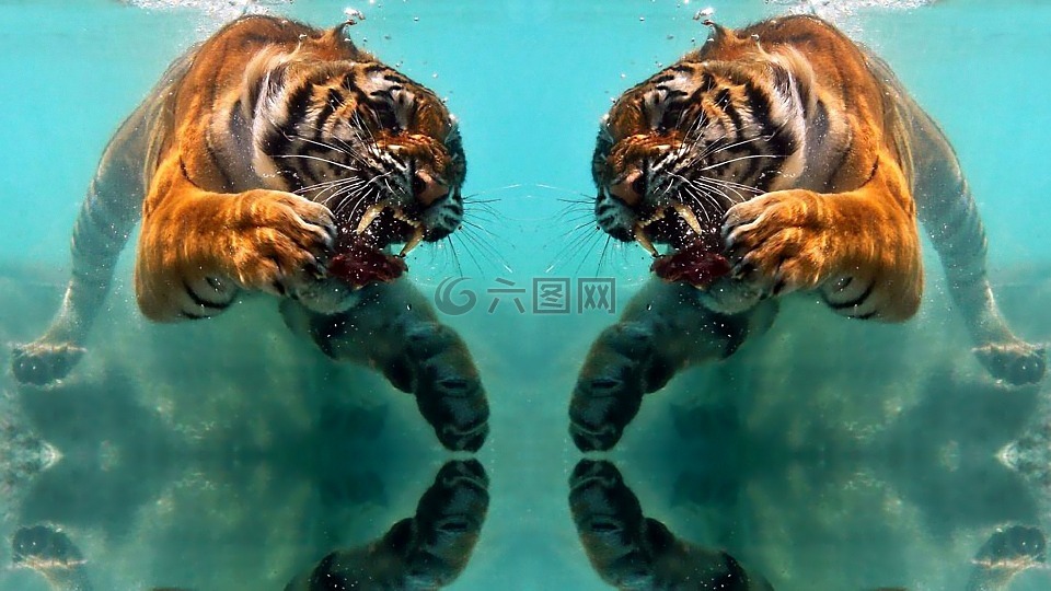 动物,老虎