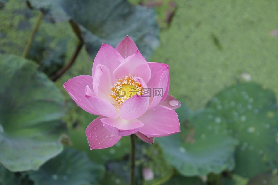 睡莲,玫瑰,开花