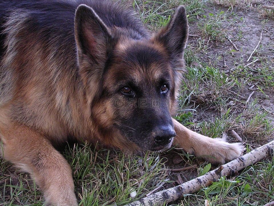 獵狼犬,狗,無論是否