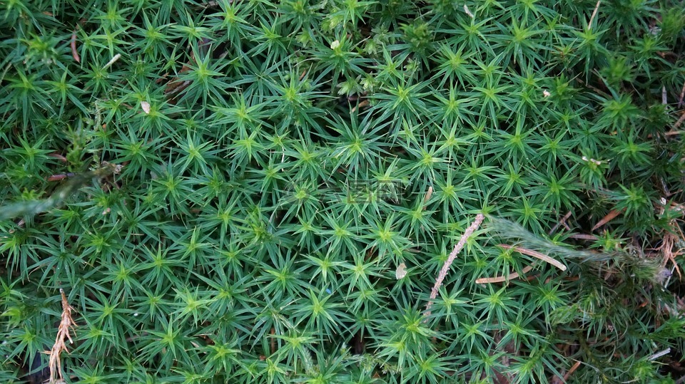 苔,綠色,星級青苔