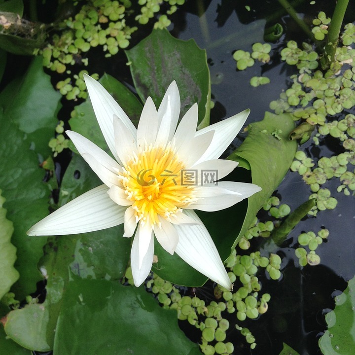 蓮花,白,博禁令