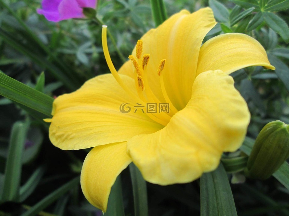 莉莉,百合花,黄色
