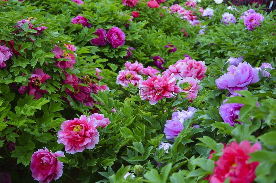 牡丹,鲜花,雨后
