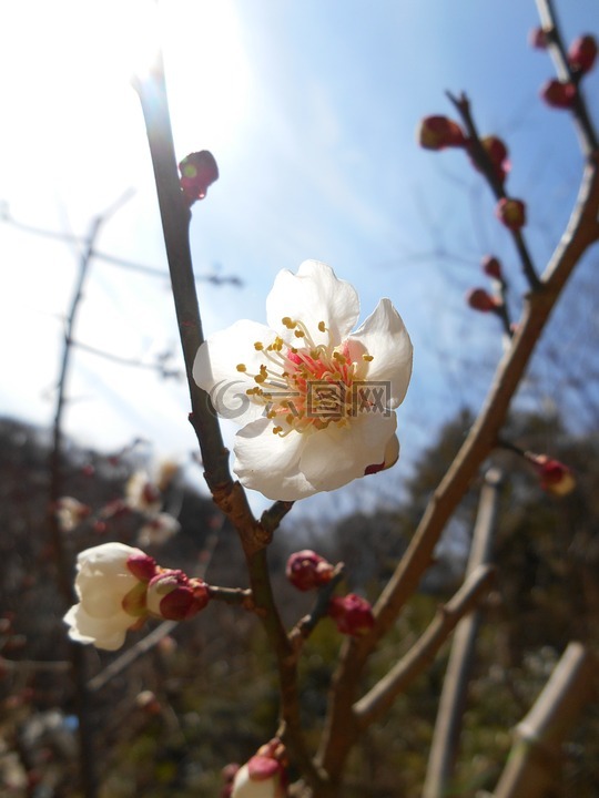 梅花 早春的花 白色的花高清图库素材免费下载 图片编号 六图网