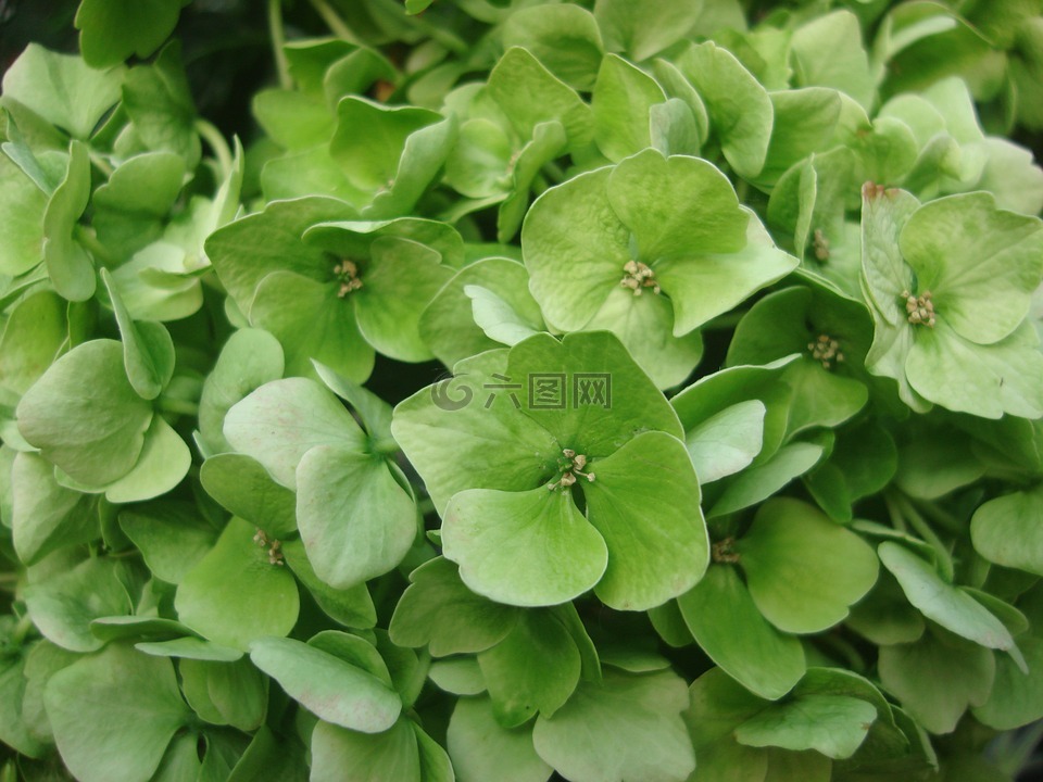 绣球,鲜花,绿色
