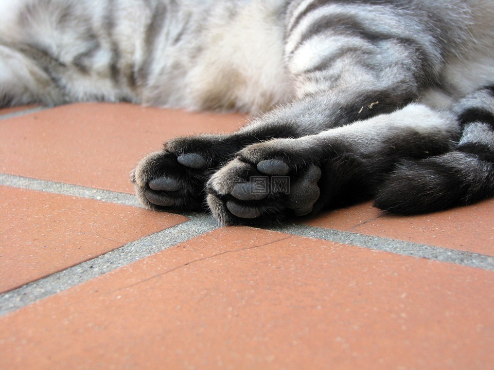 猫,爪子,虎斑猫