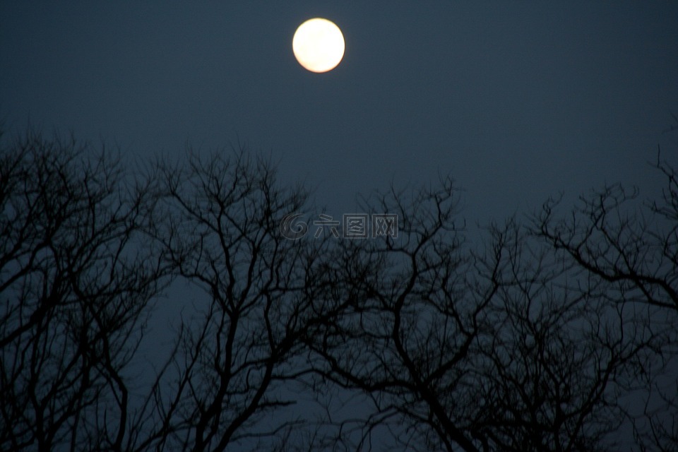 滿月,樹,夜