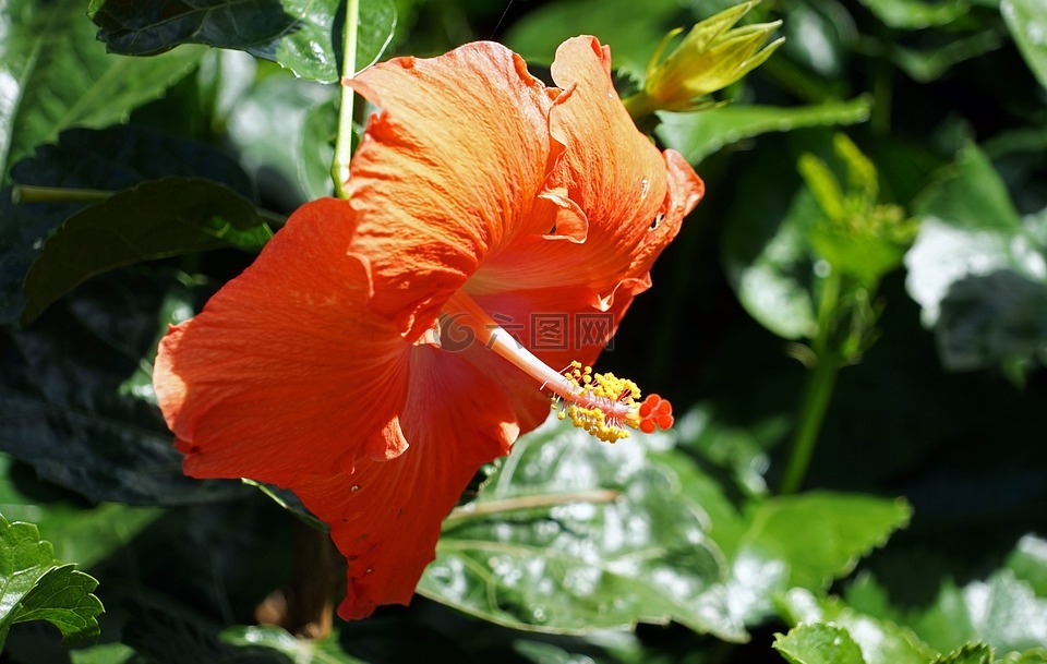 芙蓉,紅色,錦葵