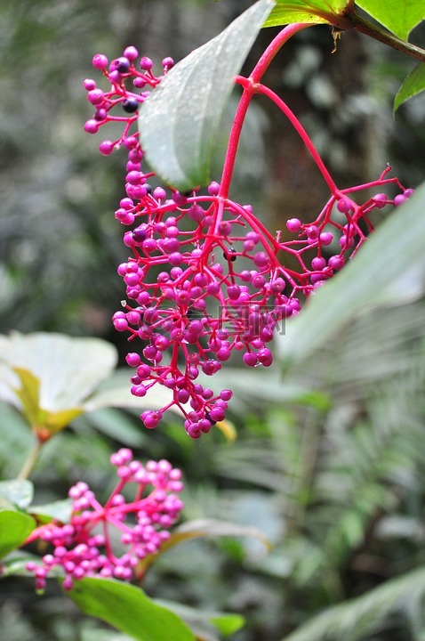 花,漿果,植物