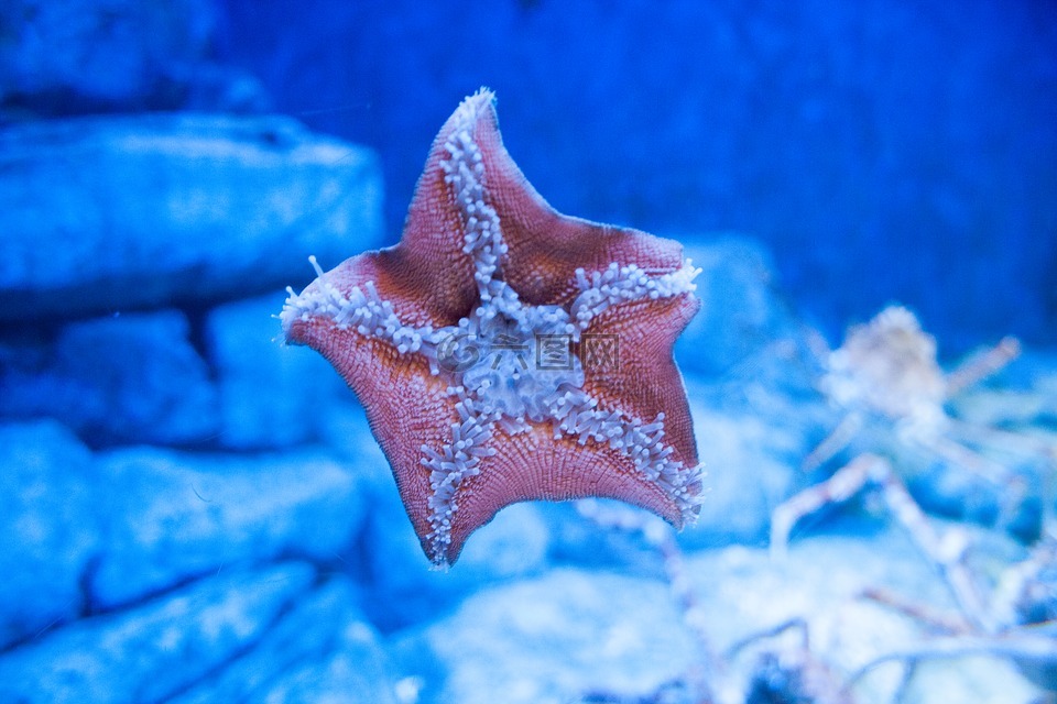 海星,水族馆,水下