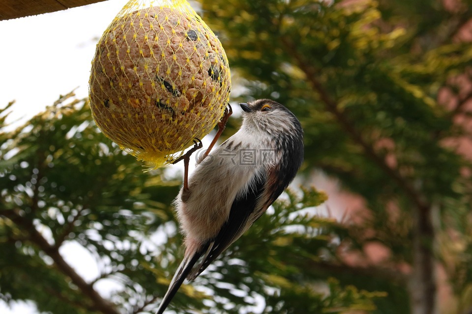 長尾山雀,鳥,尾