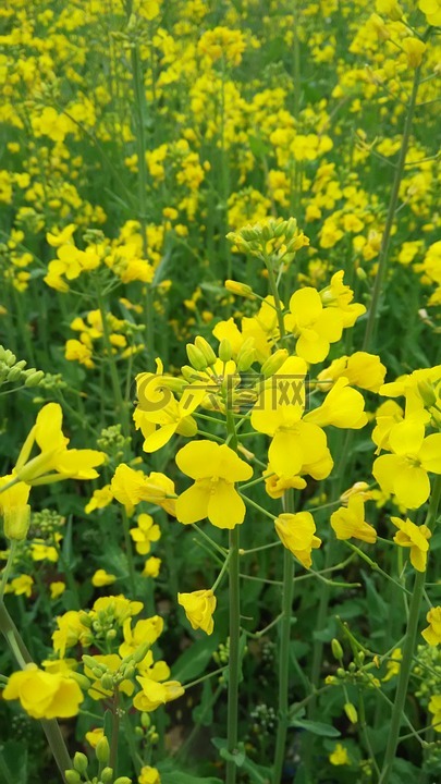 油菜花,花海,黃花