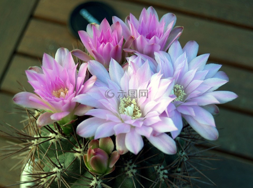 仙人掌,花,工廠