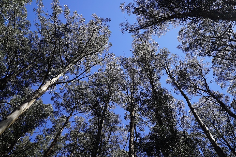 國家杜鵑花園,奧林達(dá),丹德農(nóng)山脈