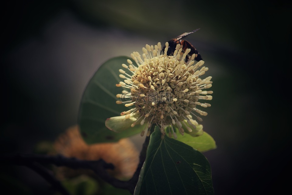 花,家蠅,蜜蜂