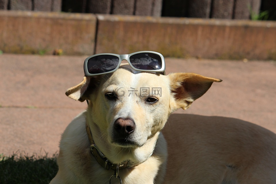 狗,寵物,podenco