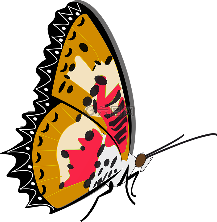 蝴蝶,昆蟲(chóng),動(dòng)物