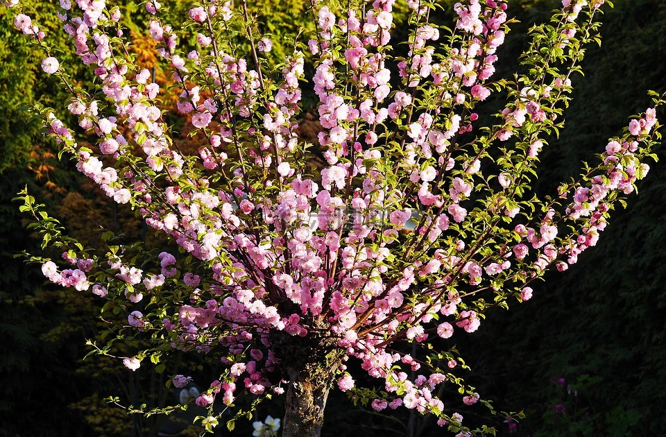 杏仁花,觀賞灌木,花園