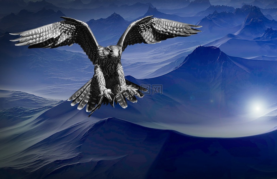 猎鹰,山,黑暗高清图库素材免费下载(图片编号:7151423