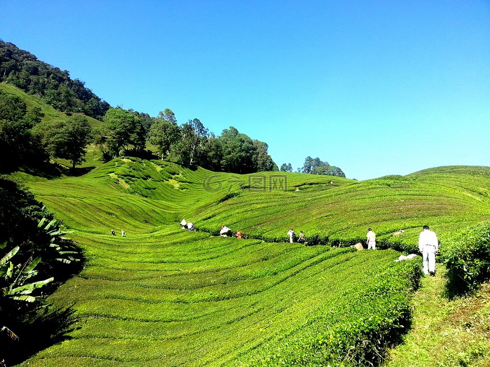 茶園,茶,金馬倫高原
