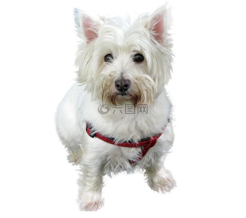 孤立,westhifhland 小獵犬,小獵犬