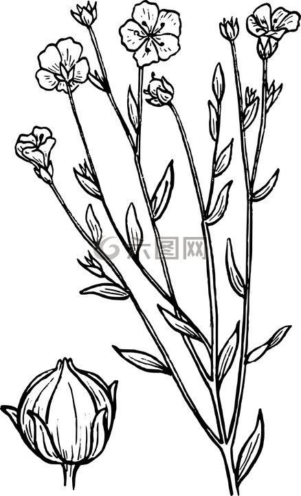 生物學(xué),植物學(xué),大綱