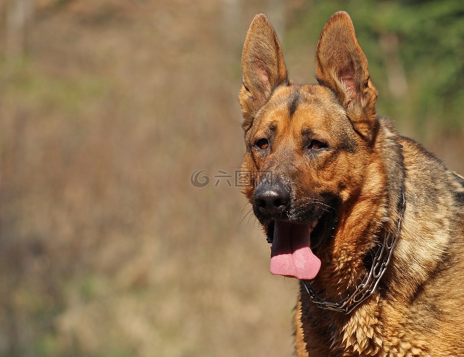 狗,德國(guó)牧羊犬,縱向