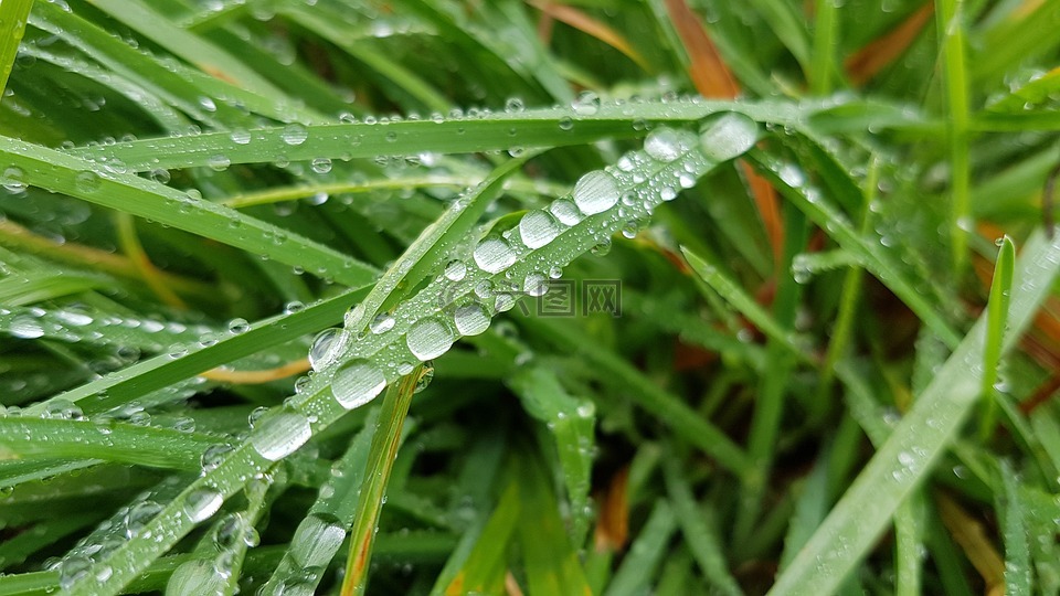 露水,珍珠,雨