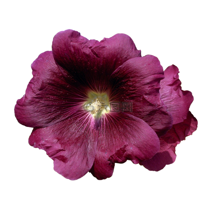 锦葵,花,花园