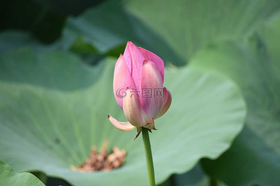 含苞待放,荷花,特寫(xiě)