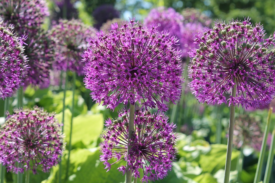 球根花卉,球莖植物,花卉