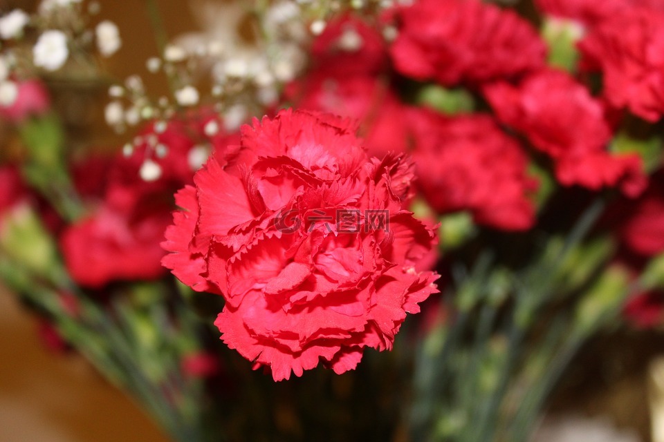 康乃馨,花,紅色的花朵