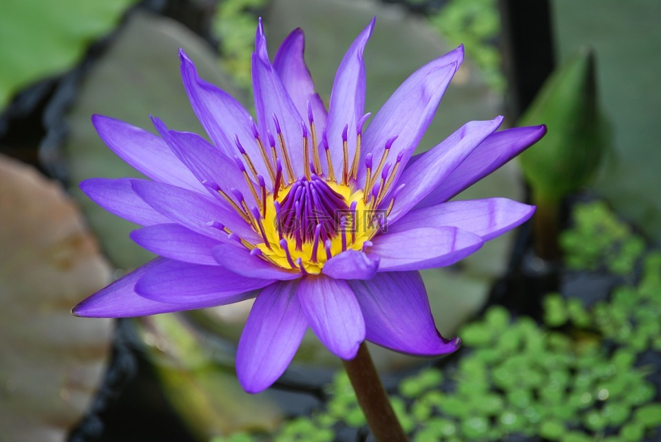 水百合,花,池